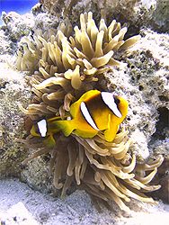 Ras Katy, Sharm, Red Sea. Canon Powershot. by Jonny Simpson-lee 
